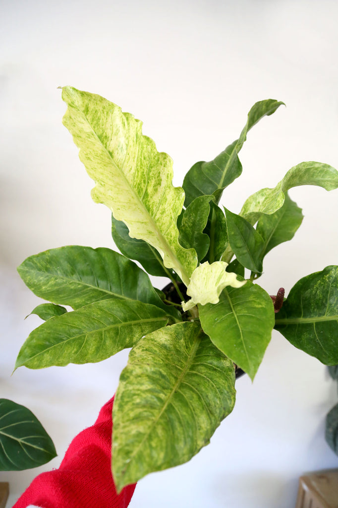 Anthurium_Hookeri_Variegated_Indoor_Plants_Online