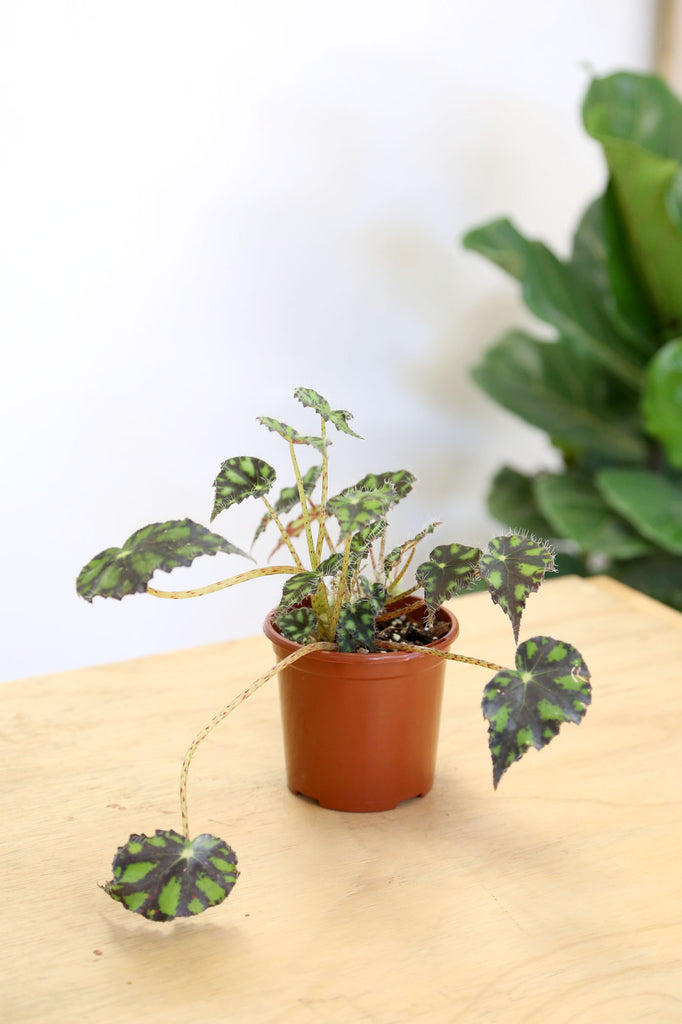 Begonia_Tiger_Paws_Indoor_Plants_Online