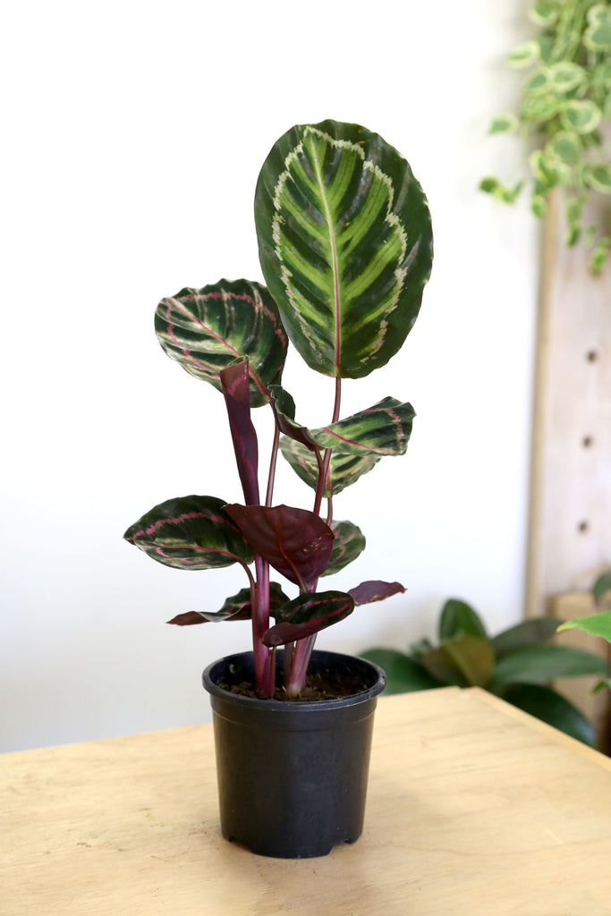 Calathea-illustris-pet-safe-indoor-plant
