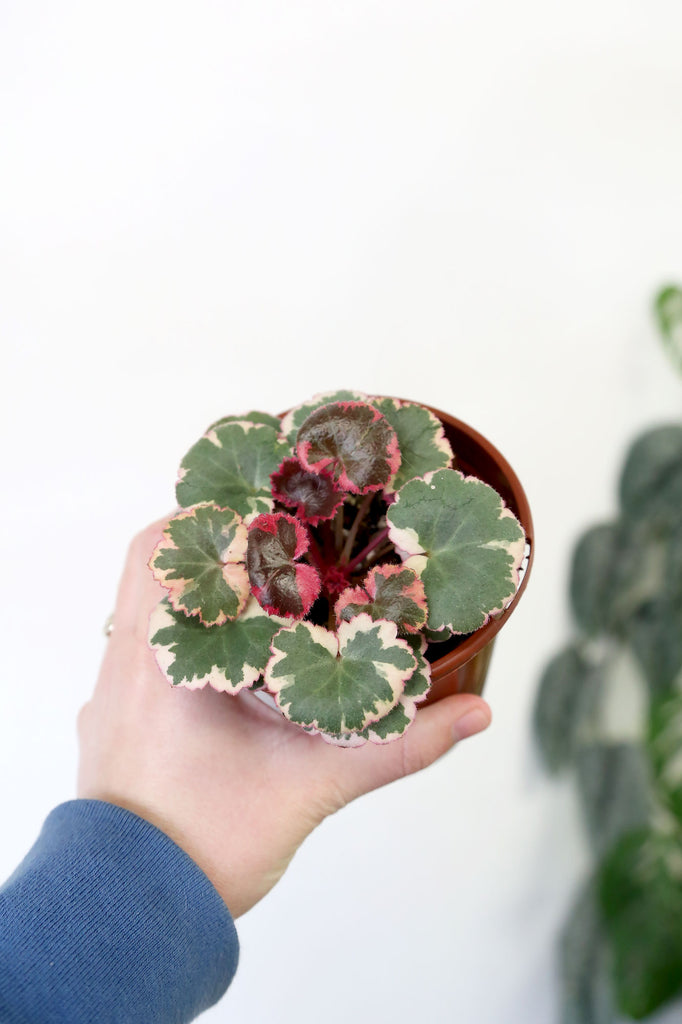 Variegated_Saxifraga_Stolonifera_Strawberry_Begonia_Indoor_Plants_Sydney