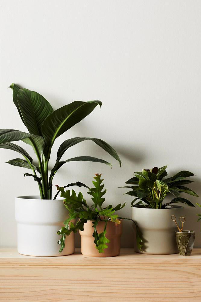 Basil Pot by Evergreen Collective - Small / Earth