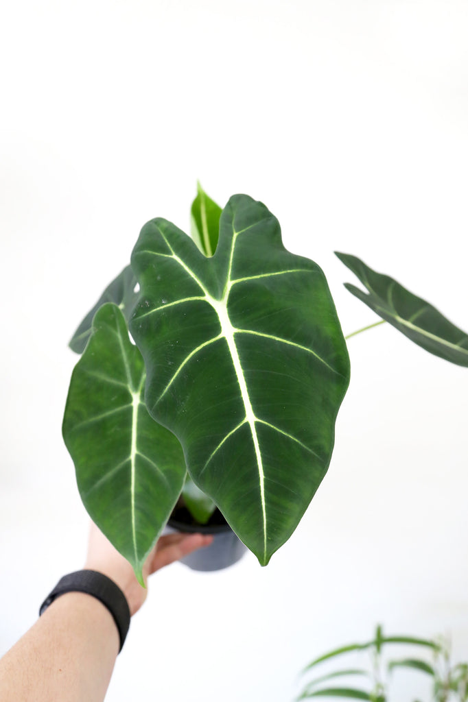 Alocasia-Green-Velvet-Indoor-Rare-Plant-Sydney