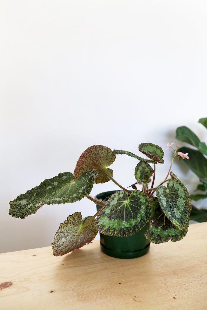 Begonia sizemoreae - PICK UP / LOCAL DELIVERY ONLY