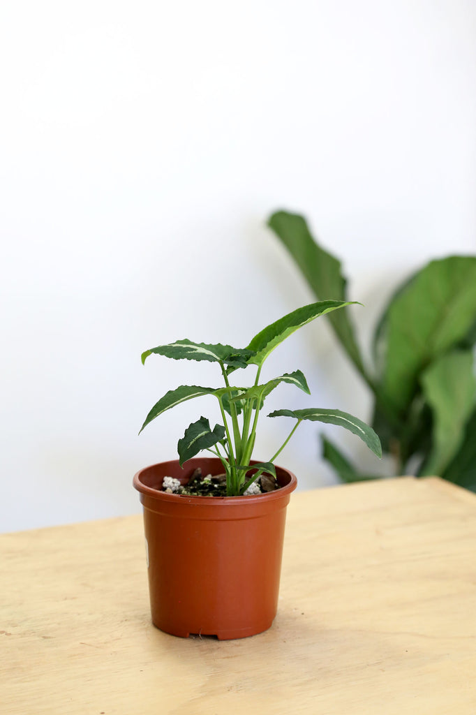 Syngonium-wendlandii-velvet-indoor-plant