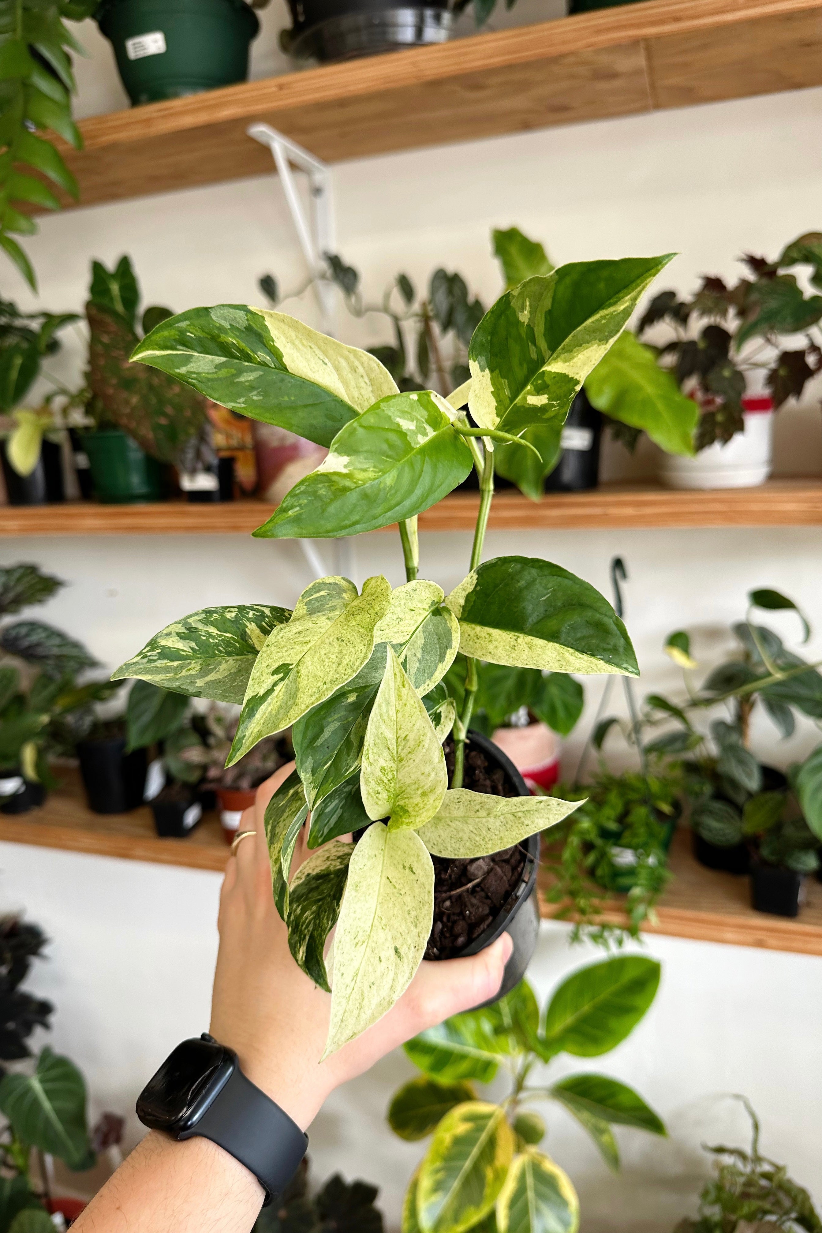 Buy Monstera laniata variegata Online