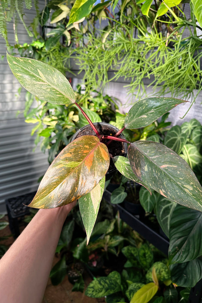 philodendron orange princess Buy Philodendron 'Orange Princess' Online