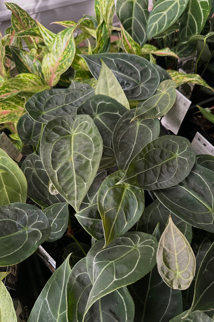 anthurium for sale brisbane Buy Anthurium forgetii Online
