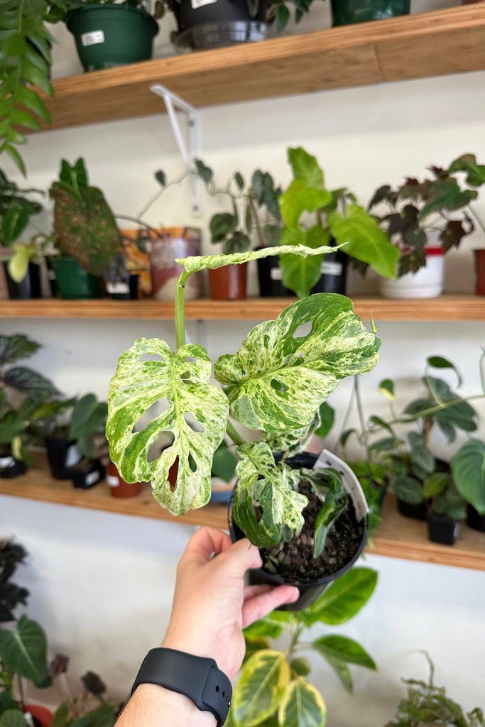 monstera adansonii mint variegated Buy Best Place To Buy Monstera Adansonii Variegata (Mint) Online | More Plants Online