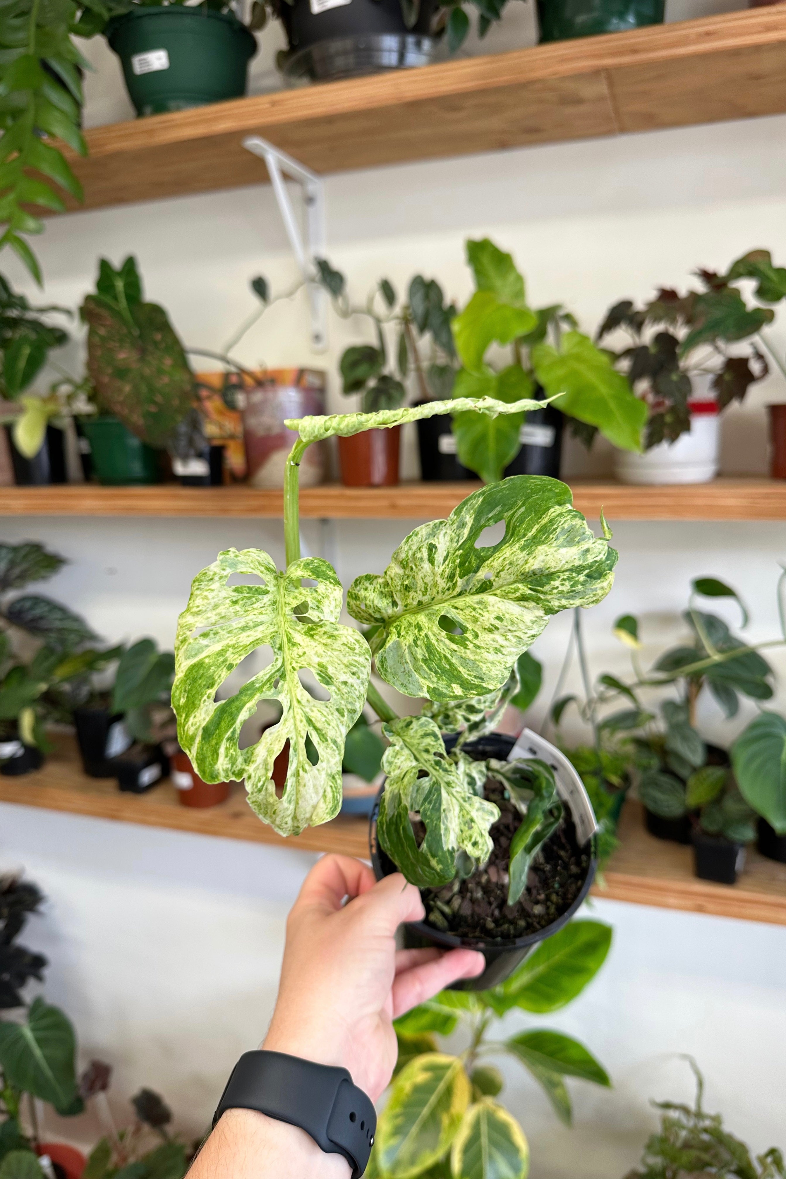 monstera adansonii mint care Buy Best Place To Buy Monstera Adansonii Variegata (Mint) Online | More Plants Online