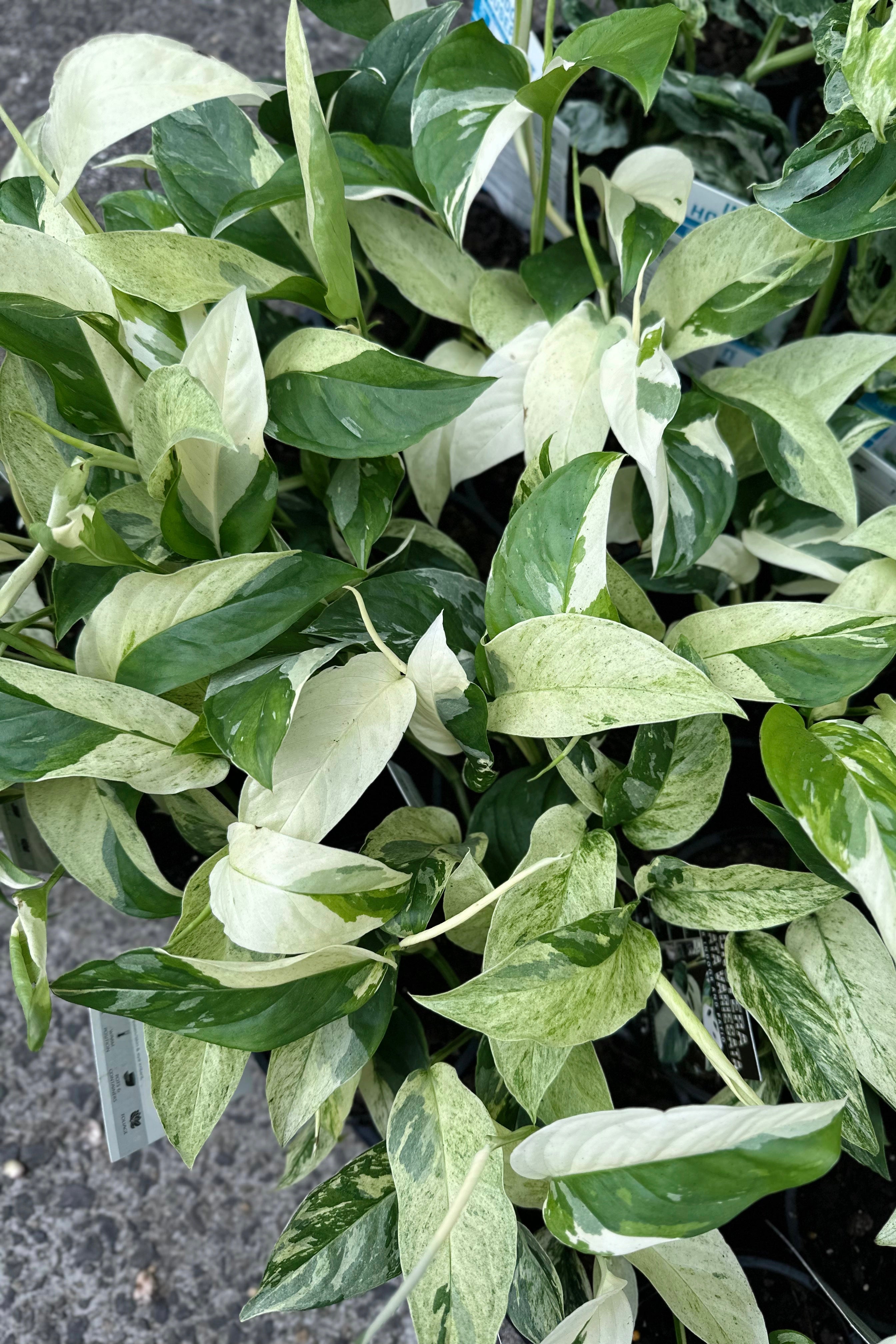 Buy Monstera laniata variegata Online