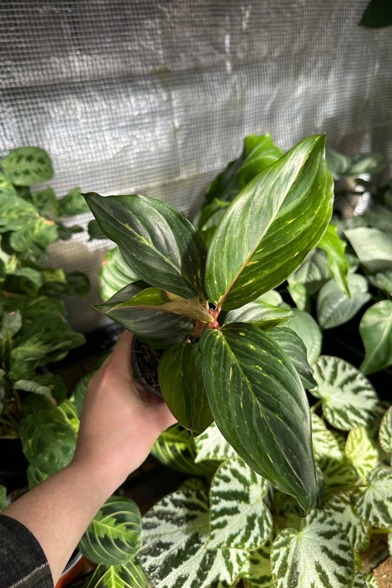aglaonema sydney Buy Aglaonema 'Ammaj Jareon' Online
