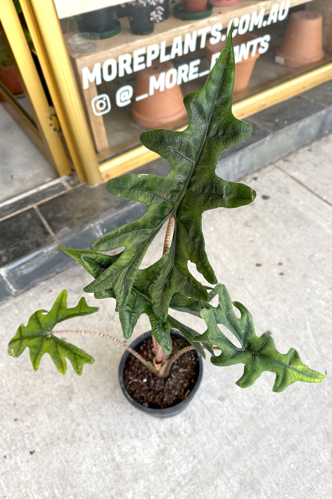 Buy Indoor Plants Online Sydney Plant Delivery More Plants