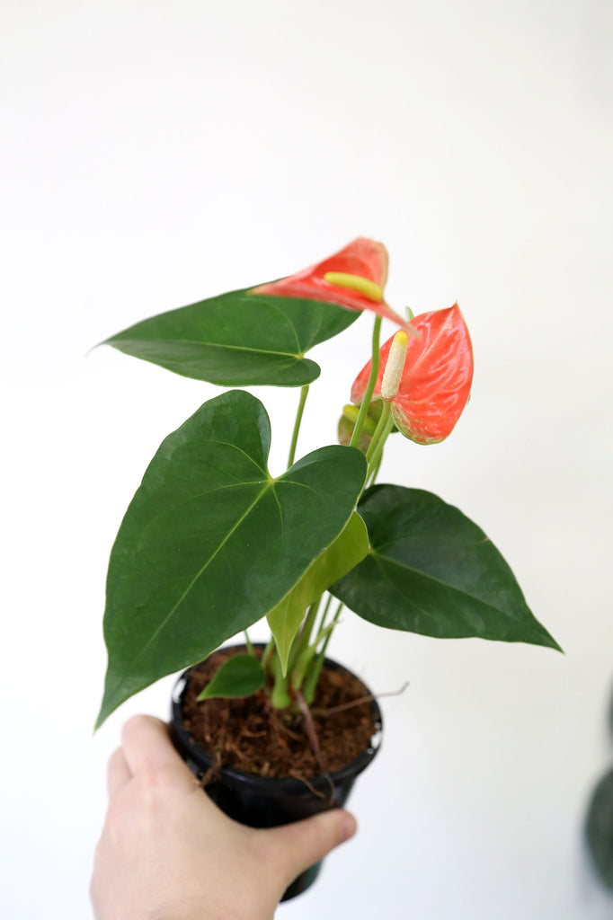 Anthurium-andraeanum-orange-flower-indoor-plant-sydney