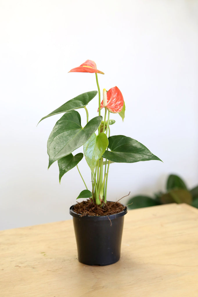 Anthurium-andraeanum-orange-flower-indoor-plants-online