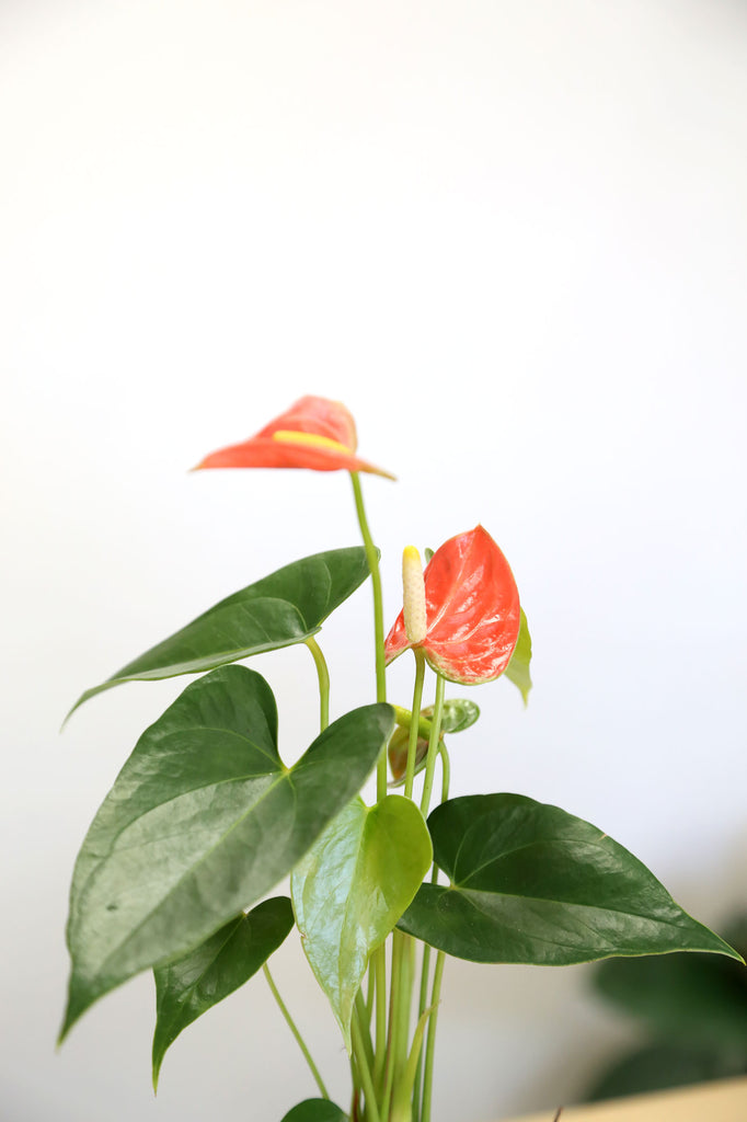 Anthurium-andraeanum-orange-red-flower-indoor-plant