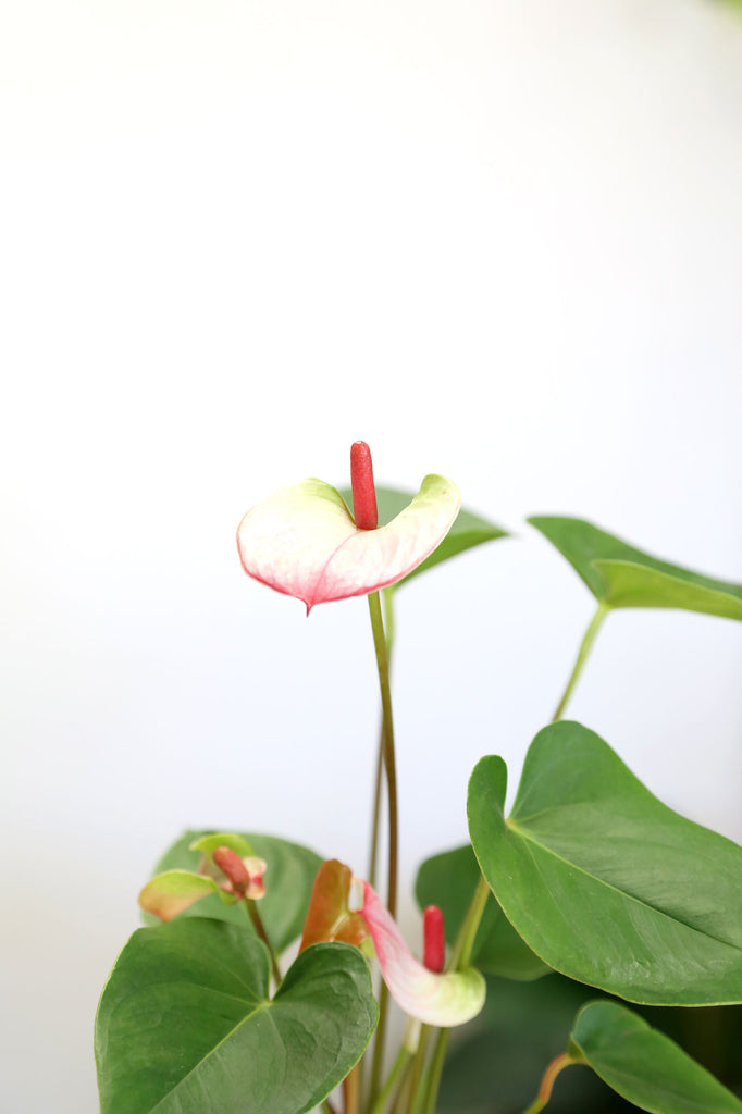 Anthurium-andraeanum-pink-white-flower-indoor-plant