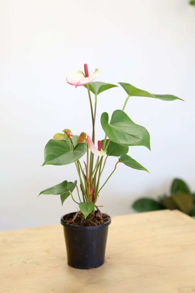 Anthurium-white-pink-flower-indoor-plants-delivered