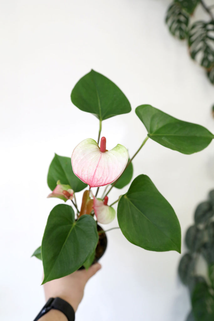 Anthurium-white-pink-flower-indoor-plants-sydney