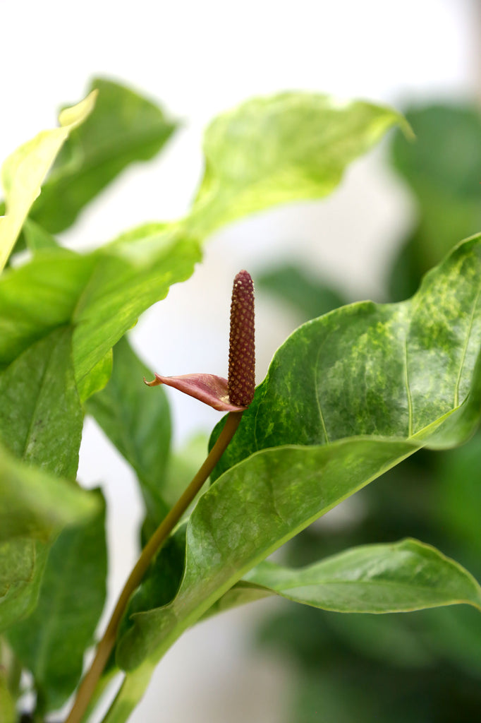 Anthurium_Hookeri_Variegated_Indoor_Plants_Sydney