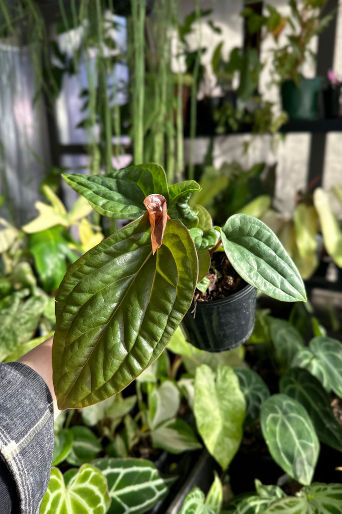 Anthurium_Luxurians_Radicans_Hybrid_Online_Sydney