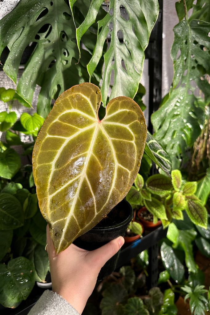 Anthurium_crystallinum_magnificum