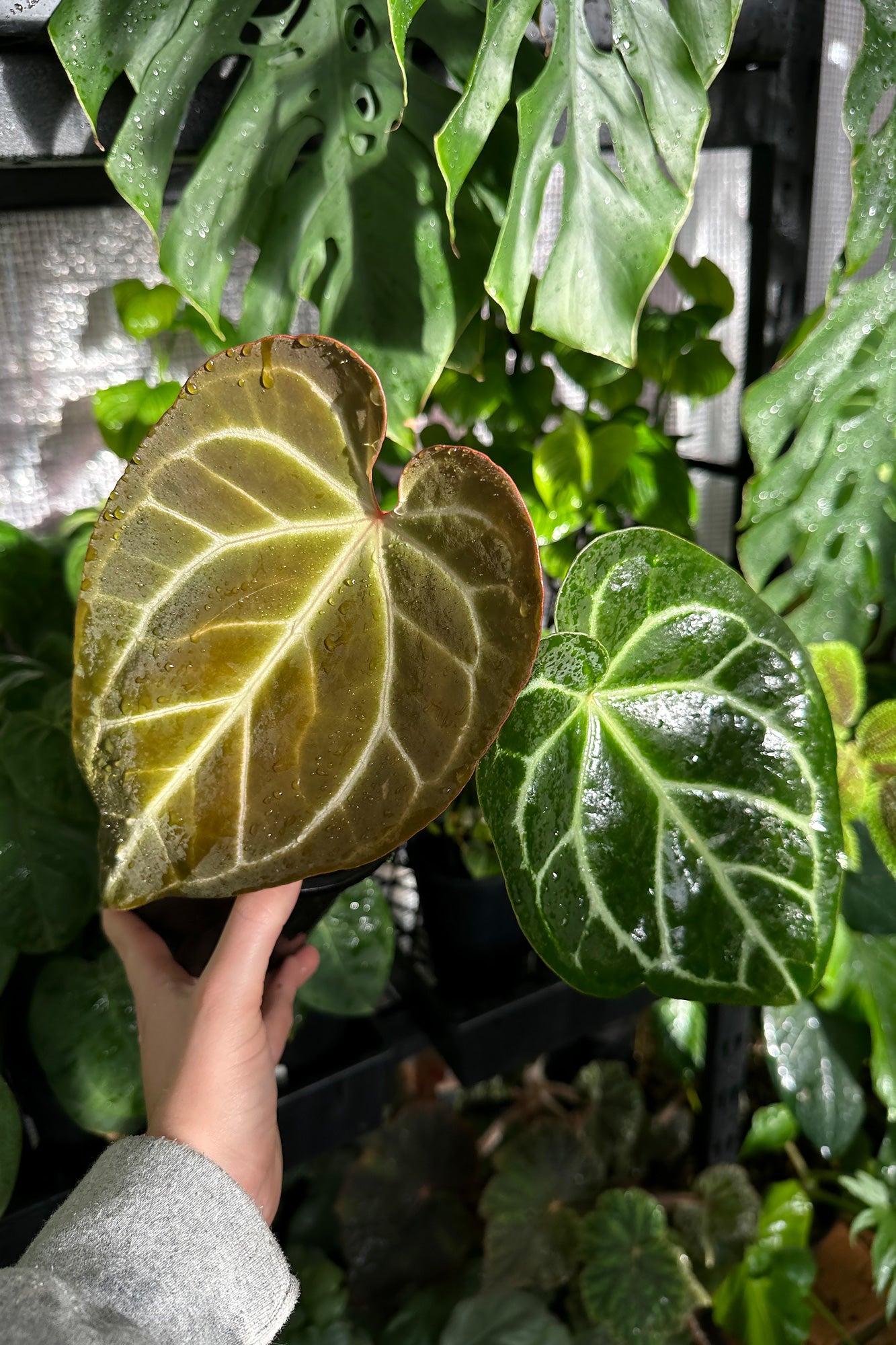 anthurium magnificum x crystallinum for sale Buy Anthurium crystallinum x magnificum Online