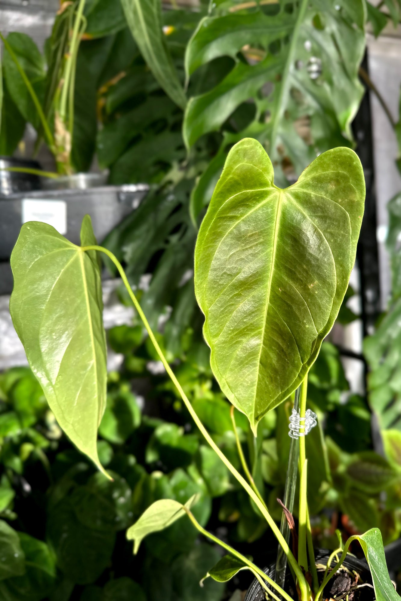 anthurium esmeraldense Buy Anthurium esmeraldense Online