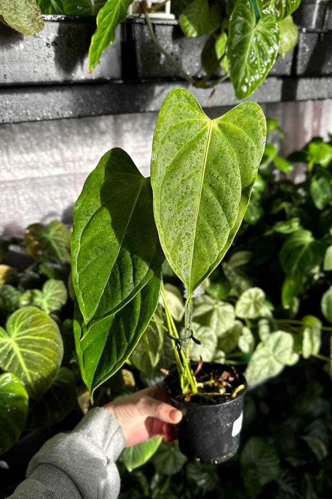 Anthurium_esmeraldense_rare_tropical_plants