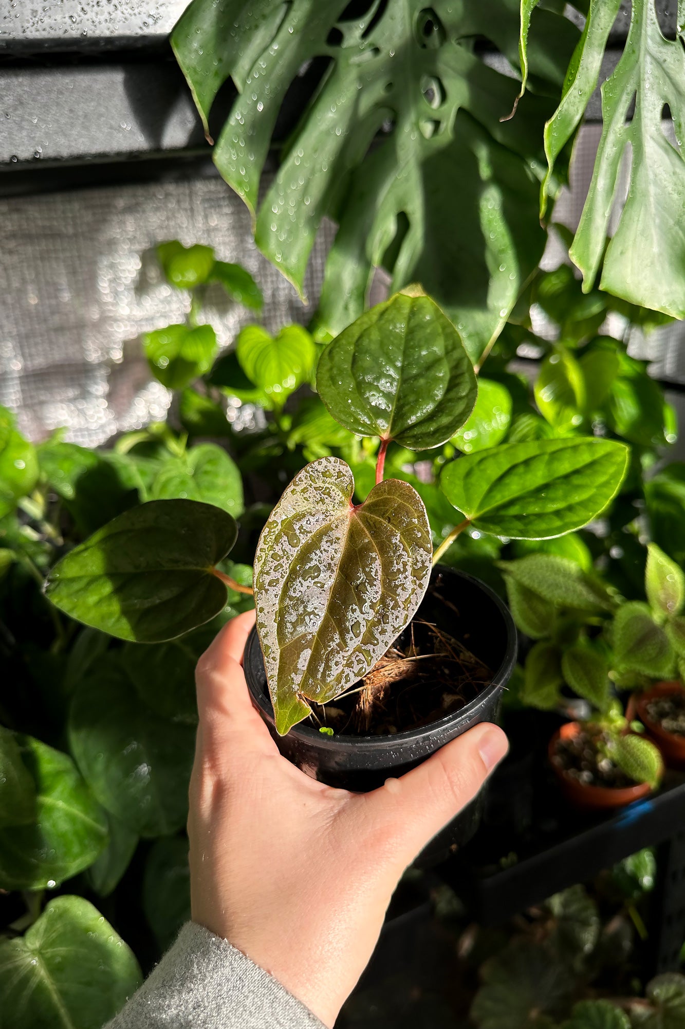 Buy Anthurium forgetii x luxurians Online | More Plants