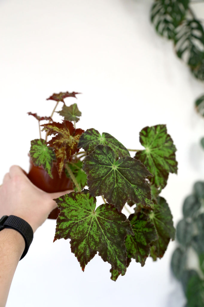 Begonia-cleopatra-indoor-plant-flowering