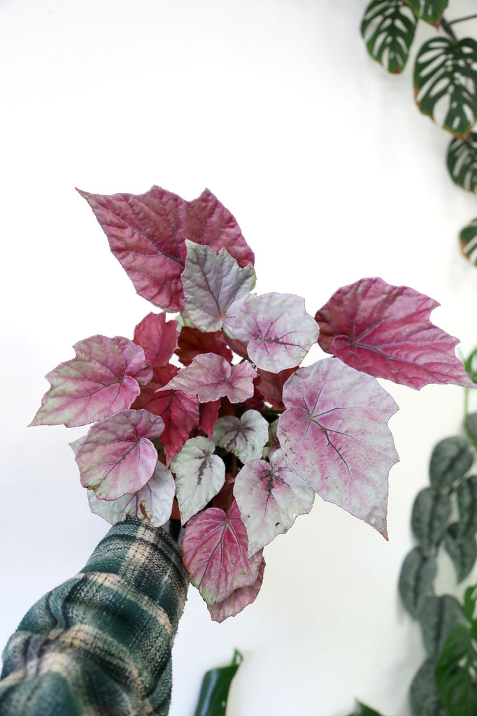 Begonia-indian-summer-pink-indoor-plant