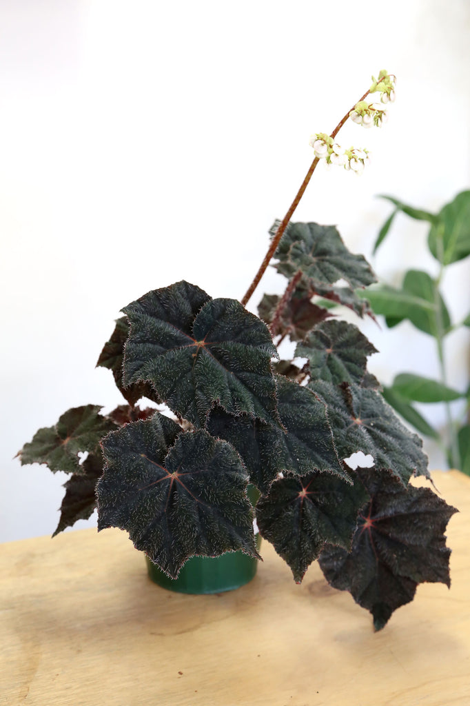 Begonia_Bill_Morris_Indoor_Plants_Online