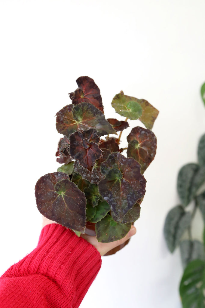 Begonia_Copper_Sunset_Indoor_Plants_Online