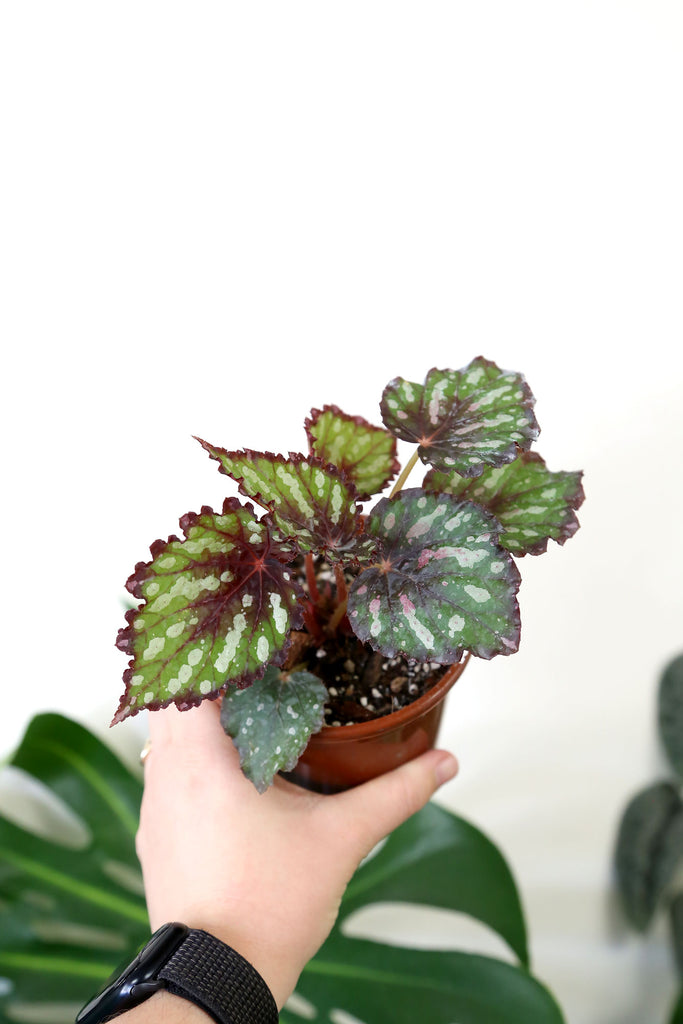 Begonia_Rex_Variety_Purple_Spots_Plants_Online