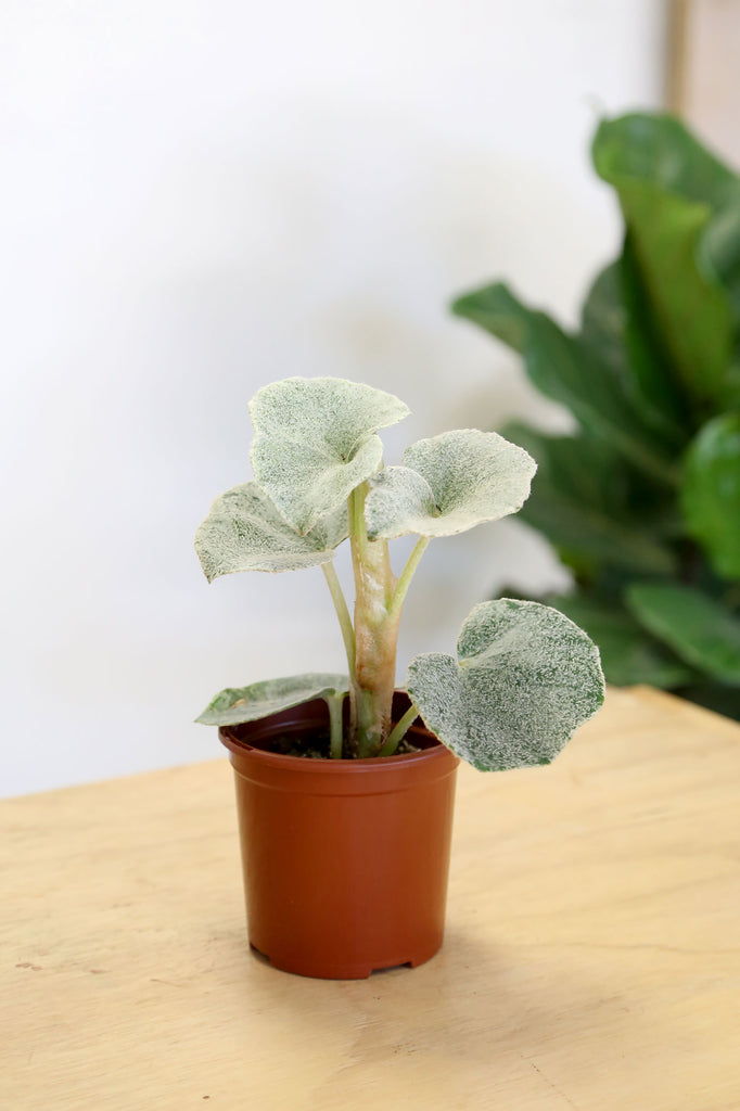 Begonia_Venosa_Indoor_Plants_Online_Sydney