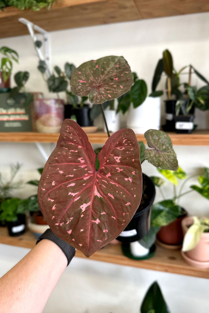 Buy Indoor Plants Online Sydney | Plant Delivery | More Plants