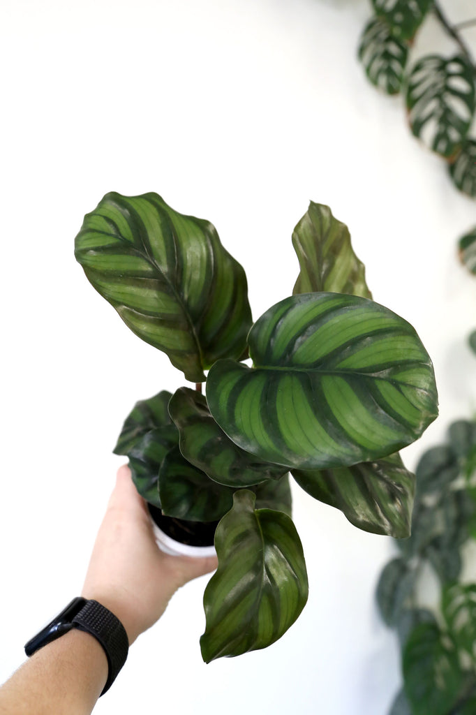 Calathea-fasicata-pet-safe-indoor-plant