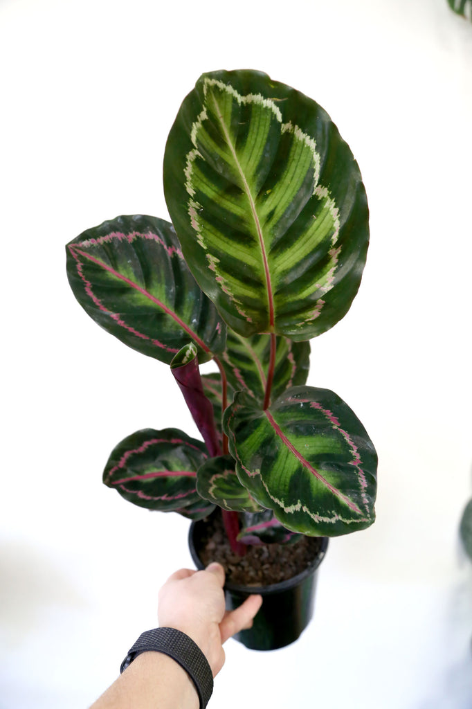 Calathea-illustris-patterned-indoor-plant-sydney