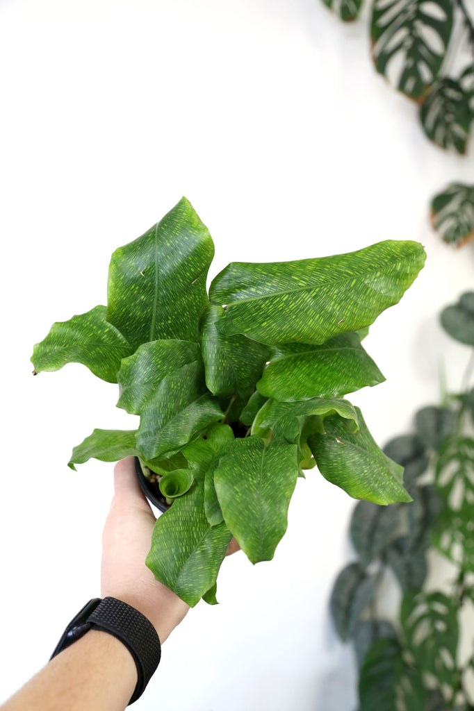 Calathea-musaica-pet-safe-indoor-plants-sydney