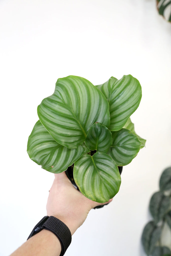 Calathea-orbifolia-pet-safe-indoor-plant