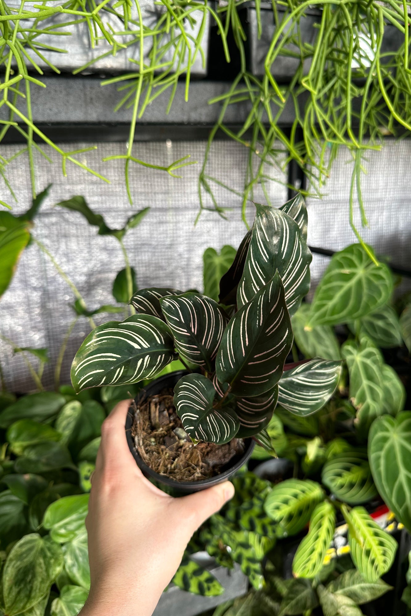 Buy Best Place to Buy Calathea sanderiana Online | More Plants Online