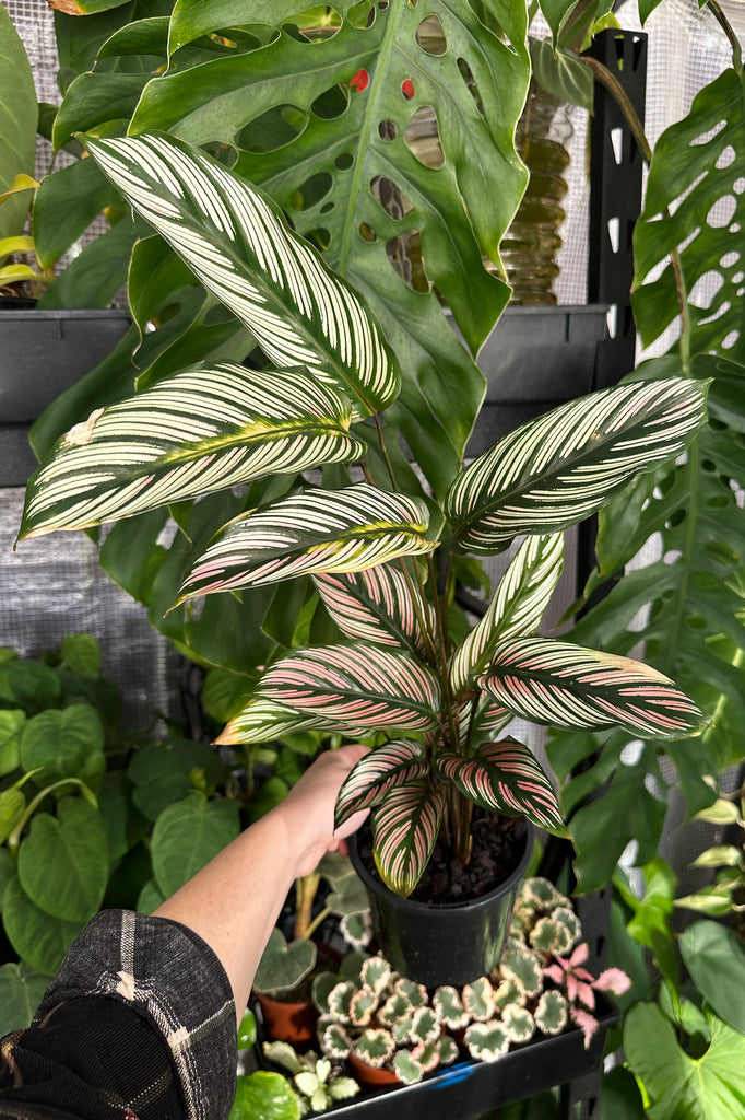 Calathea_White_Star_Order_Online_Sydney