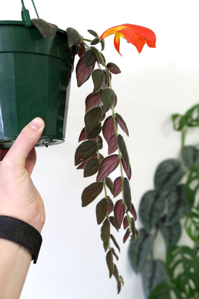 Columnea_Gloriosa_Velvet_Hanging_Plant_Sydney