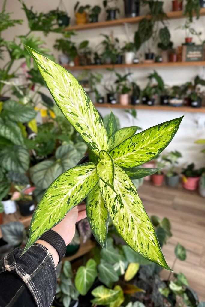 Dieffenbachia_Star_Bright_Indoor_Plants_Online