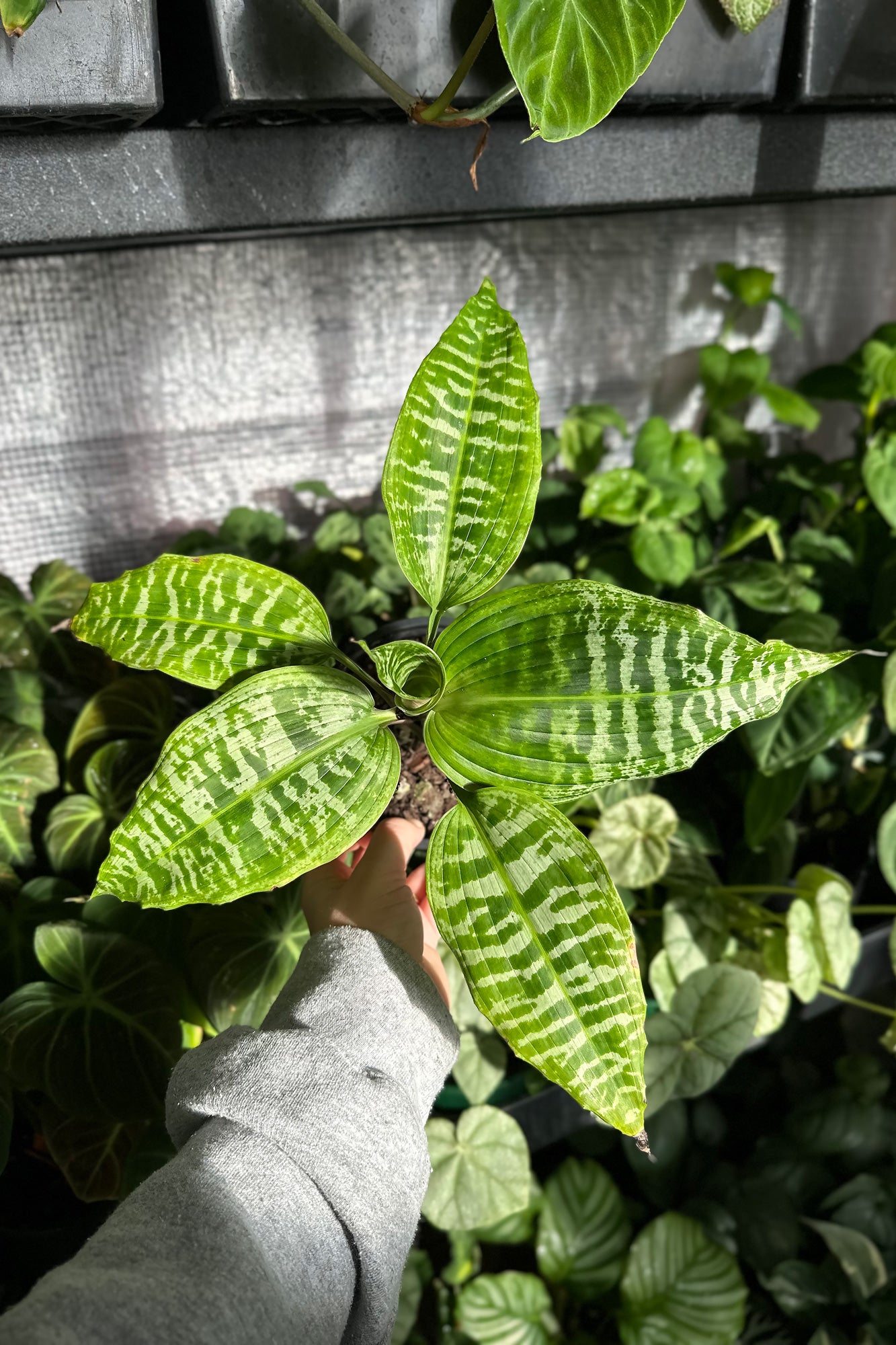 Buy Dracaena goldieana Online