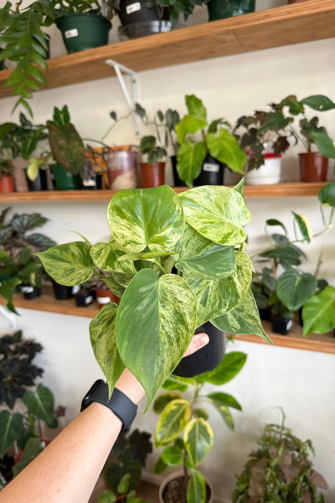 philodendron hederaceum variegata Buy Best Place To Buy Philodendron hederaceum variegata Online | More Plants Online