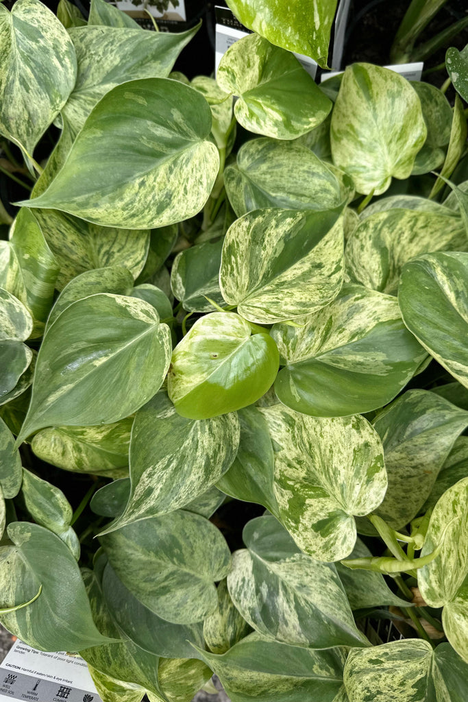 philodendron hederaceum variegata Buy Best Place To Buy Philodendron hederaceum variegata Online | More Plants Online