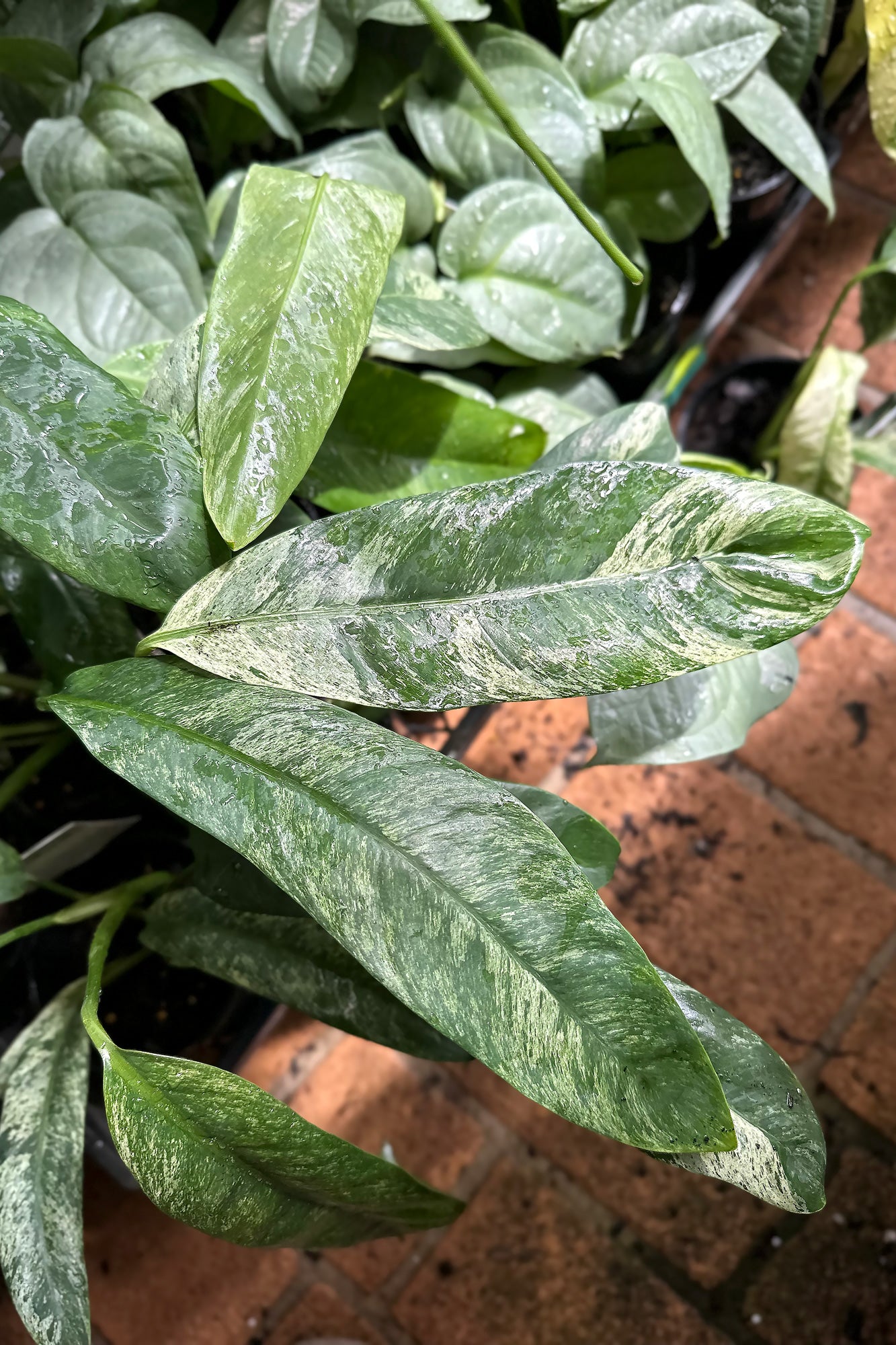 Buy Epipremnum giganteum variegata Online