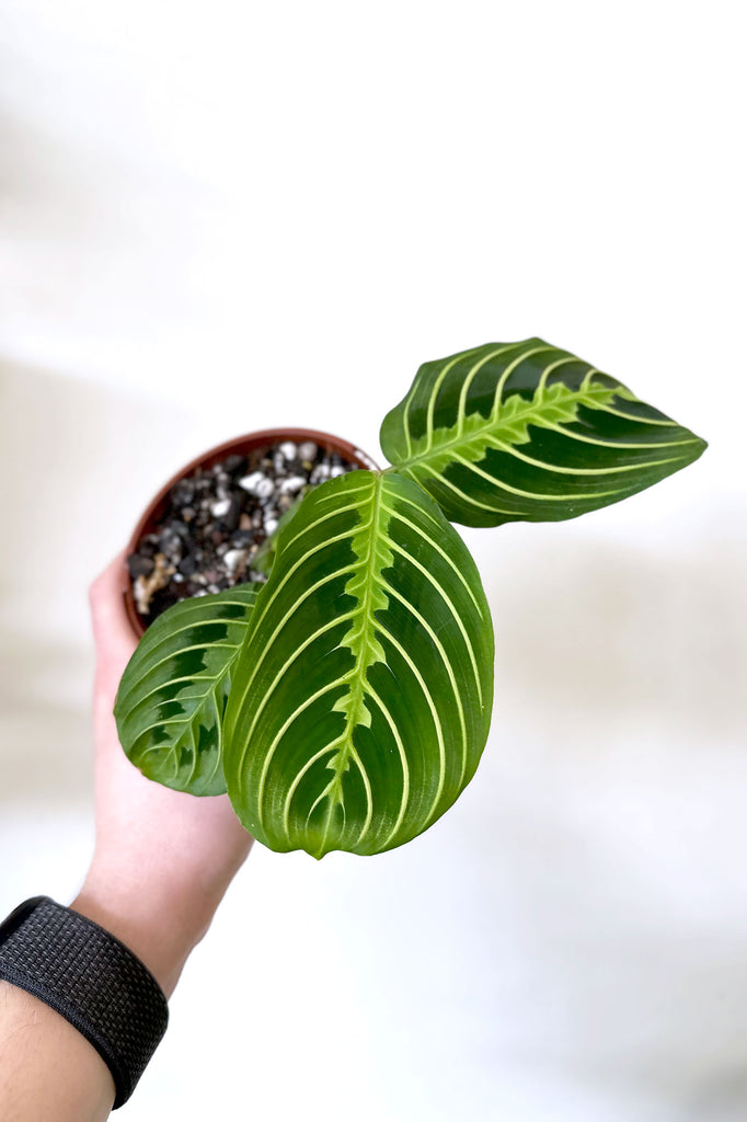 Maranta_Lemon_Lime_Indoor_Plants_Online