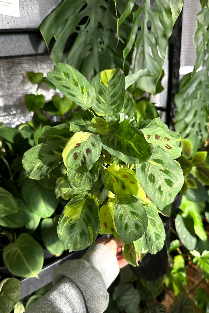 Maranta_leuconeura_variegata_Sydney